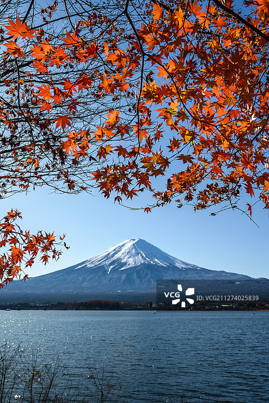 日本富士山枫叶图片素材