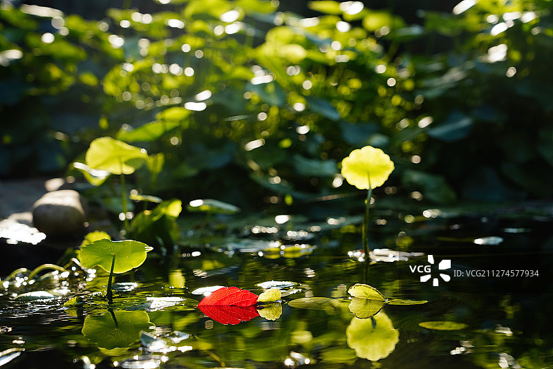 阳光下池塘中的荷叶和红叶图片素材