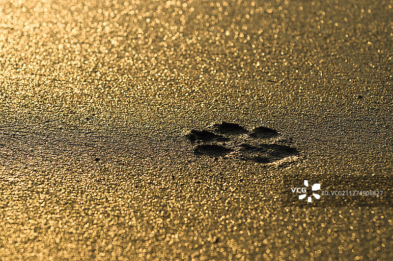 中国香港大屿山贝澳海滩上狗的足迹图片素材