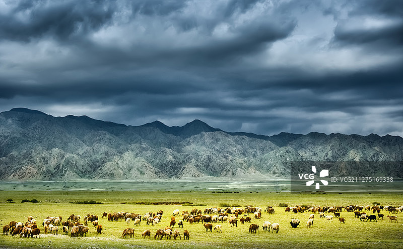 新疆——羊群遍地图片素材