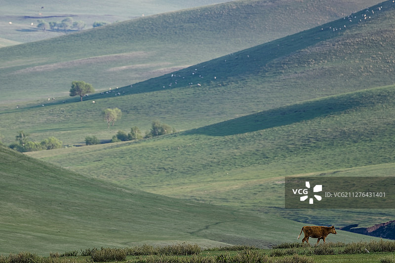 Steppe landscape, central Inner Mongolia, China. 草原山丘景观，内蒙古中部，中国。图片素材