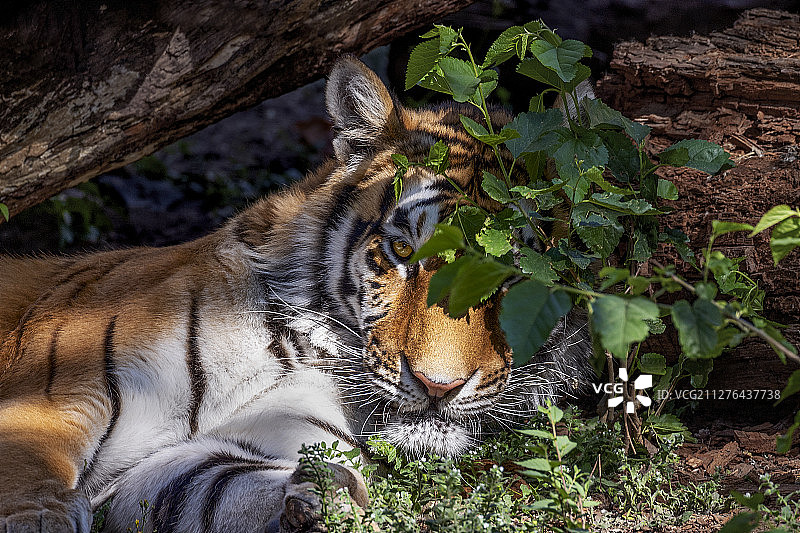 一只在丛林中侧卧的西伯利亚虎注视着前方图片素材