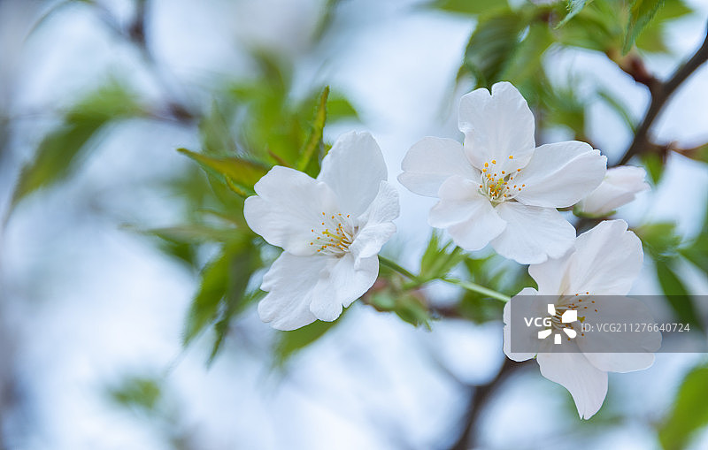 春天里绽放的浪漫白色樱花图片素材