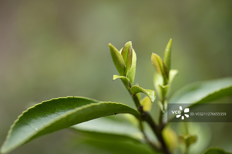 谷雨前生长的茶叶图片素材