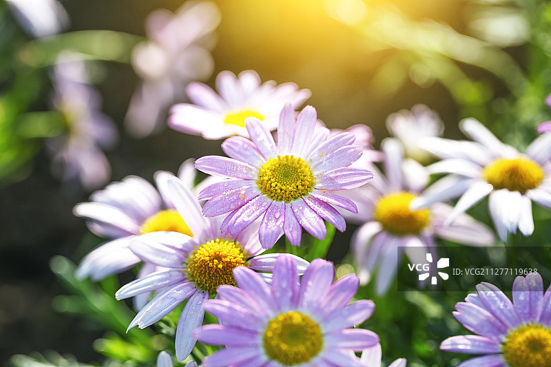 春天绽放的雏菊花在清晨的阳光下图片素材