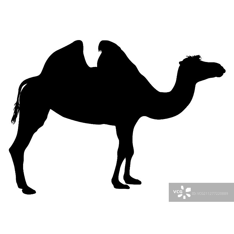 白色背景上的骆驼的剪影。白色背景上骆驼的剪影图片素材