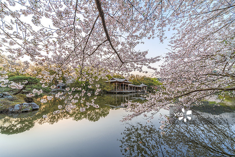 杭州西湖花港观鱼内的樱花与木质建筑图片素材