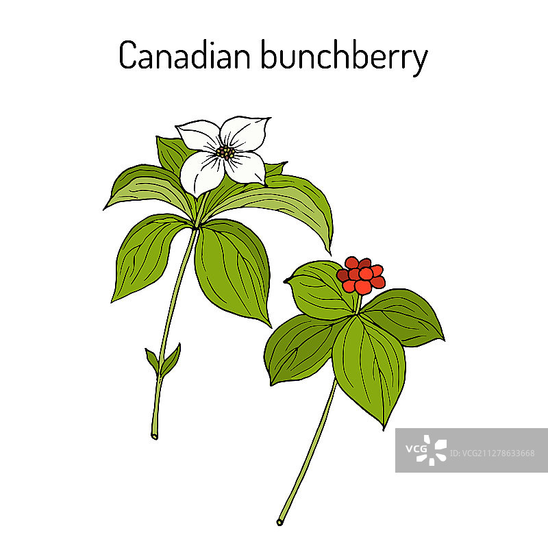 加拿大串莓玉米罐头图片素材