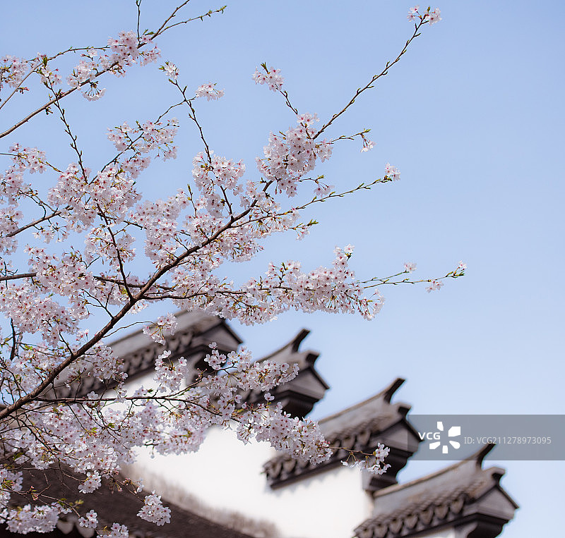 中国风建筑为背景的白色樱花图片素材
