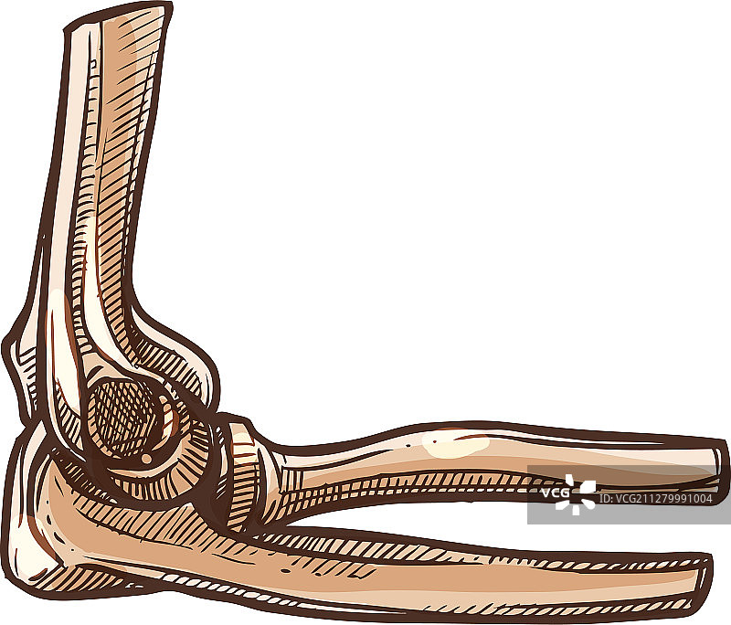 桡骨或桡骨孤立肘关节骨骼图片素材
