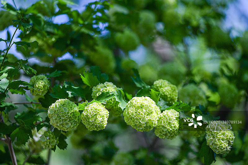 北京植物园的木绣球花图片素材