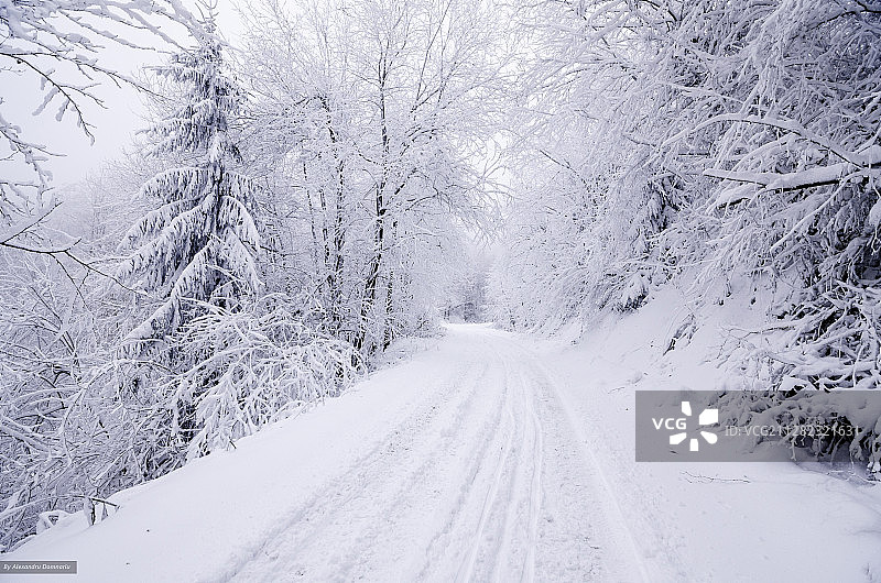 穿过森林的道路上的冬季景观图片素材