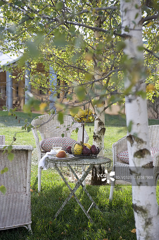 白色的柳条椅子在草地上的休息区在银桦树之间图片素材