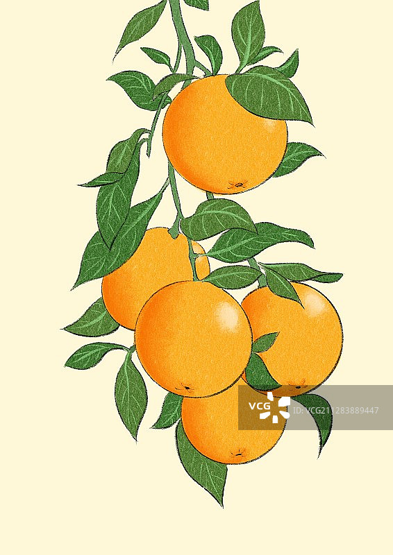冬至-橙子图片素材
