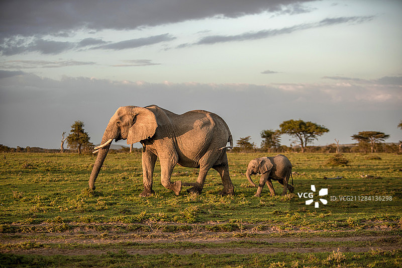 大象妈妈带着孩子走在马赛马拉国家保护区的日落，肯尼亚图片素材