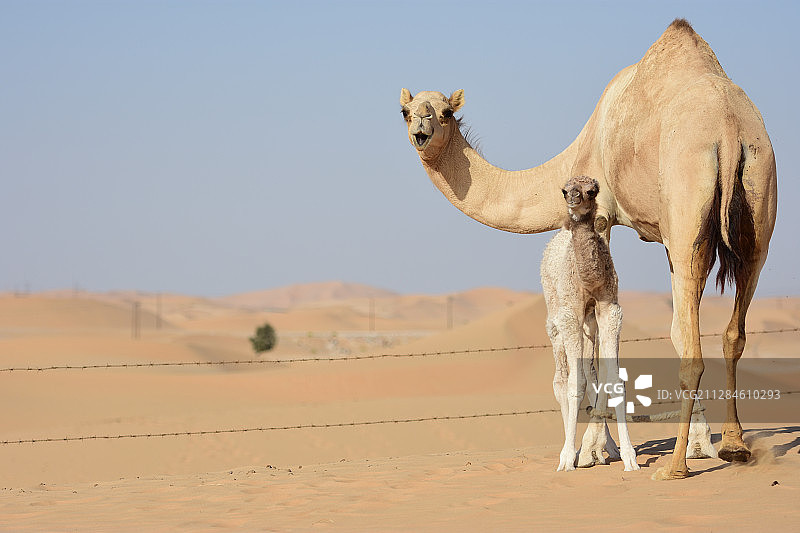 阿拉伯联合酋长国阿布扎比沙漠上的两头骆驼图片素材