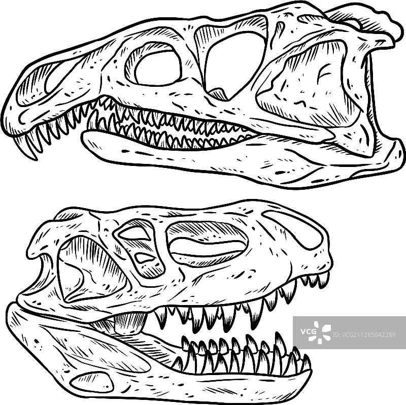 食肉恐龙头骨线手绘素描图片素材