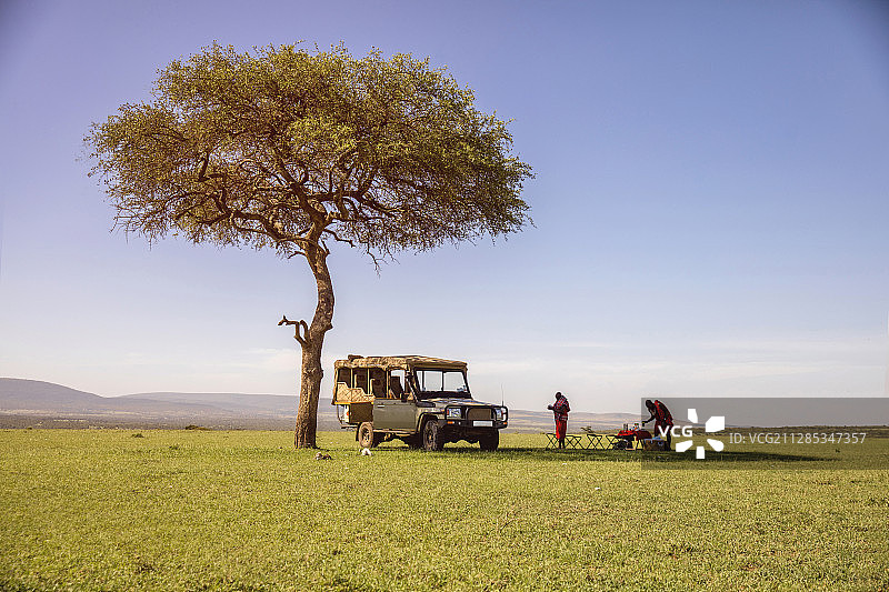 一辆越野车停在一棵金合欢树旁，马赛马拉国家保护区，肯尼亚图片素材