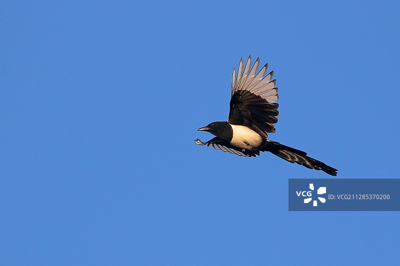 低角度的喜鹊在蓝天下飞行，Bytom，波兰，西里西亚Voivodeship图片素材
