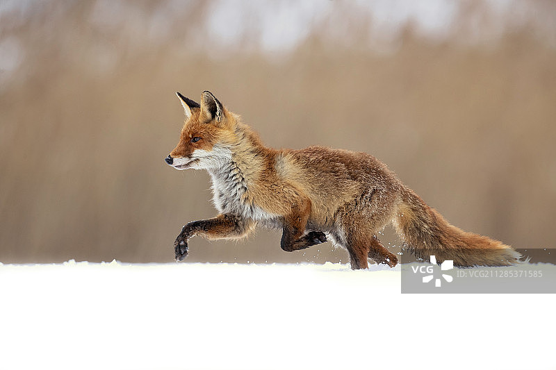 雪上的红狐特写图片素材