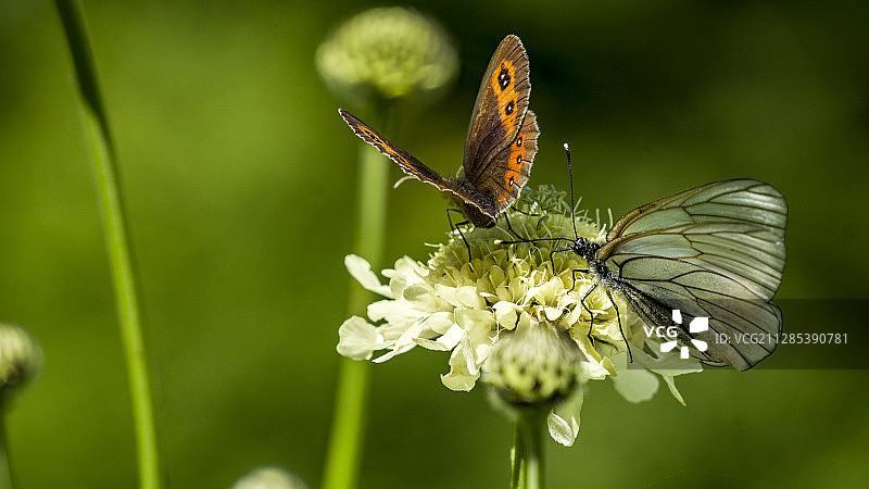 蝴蝶在花上的特写，下阿尔赫兹，卡拉恰-切尔克斯亚，俄罗斯图片素材