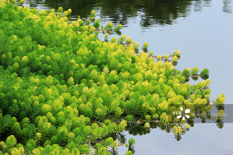 水生植物 狐尾藻 黄色图片素材