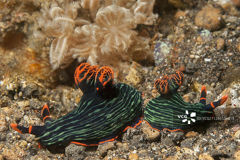 一对 Kubayana 的 Nembrotha Nudibranchs图片素材