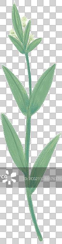一小段植物叶子图片素材