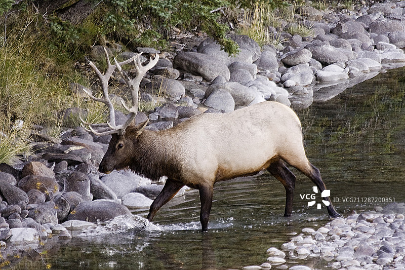 牡鹿也叫瓦皮提穿越溪流图片素材