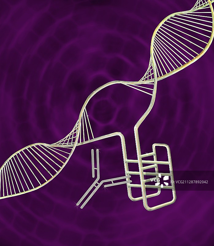 i-motif DNA结构，插图图片素材