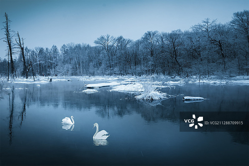 冬季的温泉河，两只白天鹅快乐的嘻嘻着，与大自然组成了一幅祥和图片素材