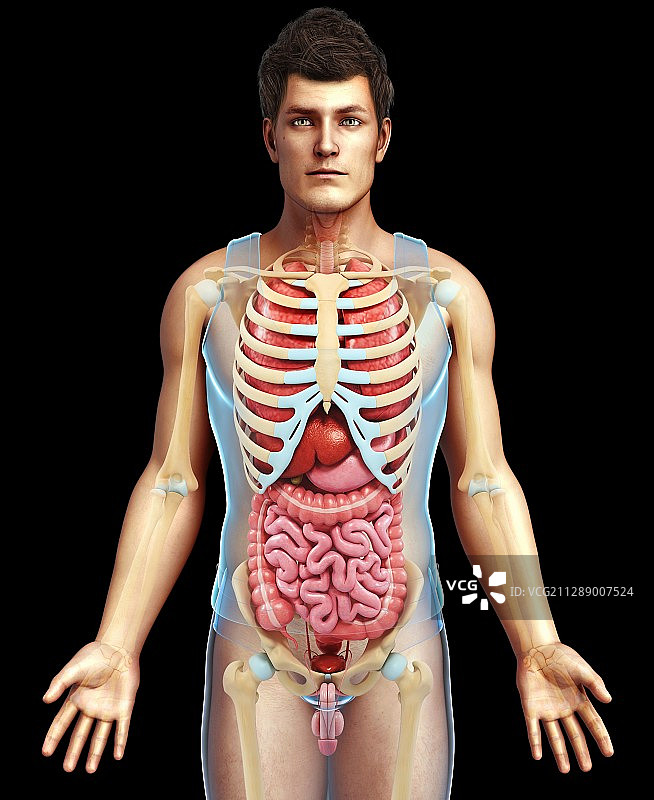 男性骨骼系统和身体器官，插图图片素材