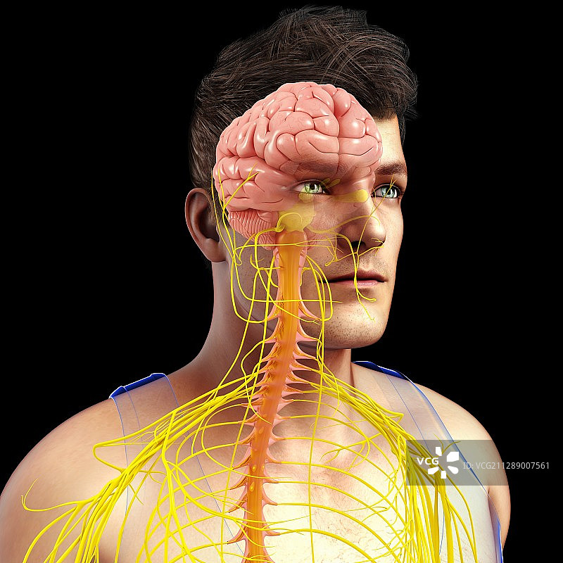 男性的大脑，脊髓和神经，说明图片素材