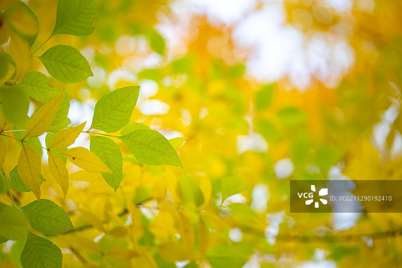 秋天树林黄叶图片素材