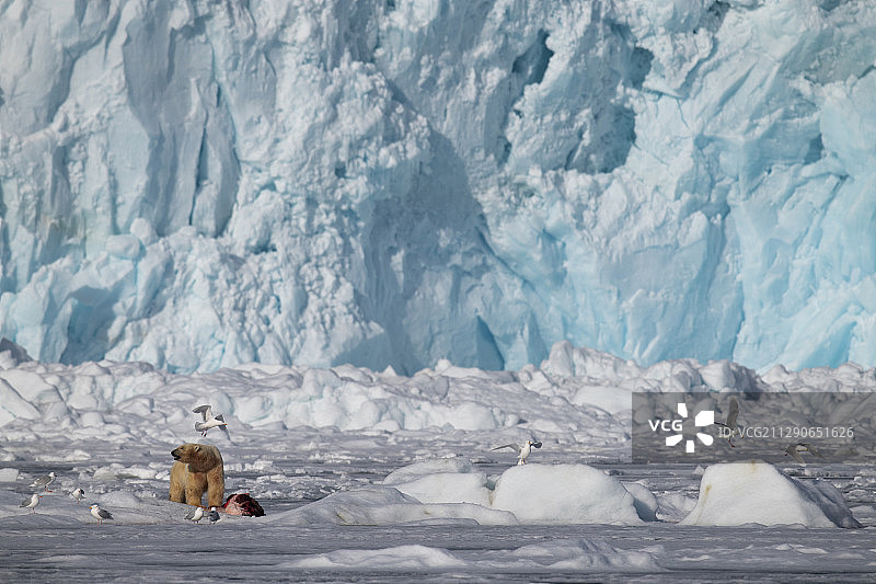 北极熊在巨大的冰川前，北极熊，斯瓦尔巴群岛，斯匹茨卑尔根群岛，北极挪威图片素材