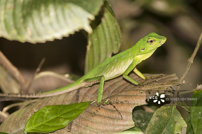 绿树蜥蜴(Bronchocela cristatella)， kinabaanda, Sabah，婆罗洲，马来西亚，亚洲图片素材