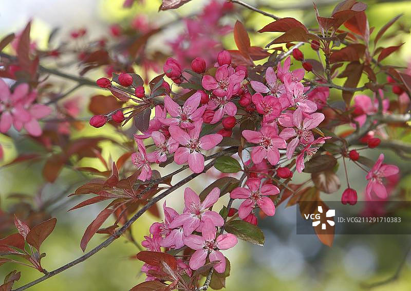 开花的苹果树(苹果)，有粉红色的花，德国，欧洲图片素材