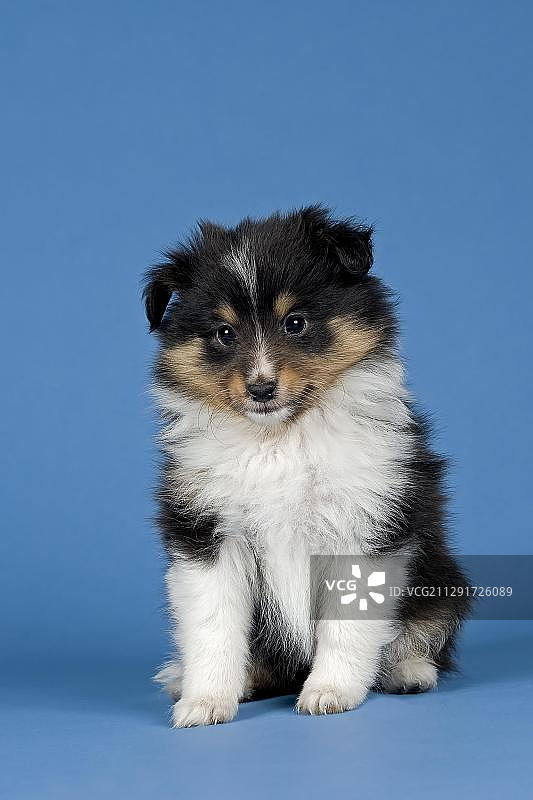 雪莉犬，幼犬，6周，三色图片素材