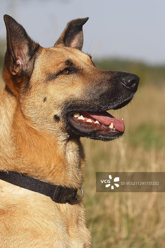 德国混血牧羊犬，肖像图片素材