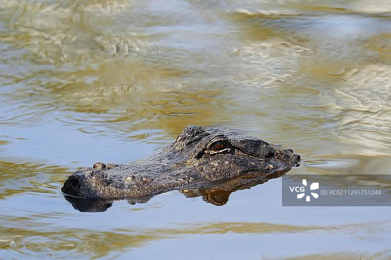 美洲短吻鳄(密西西比短吻鳄)在水里，大沼泽地国家公园，佛罗里达，美国，北美图片素材