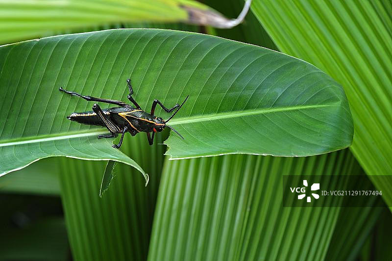 蝗虫，以树叶为食，阿拉胡埃拉省，哥斯达黎加，中美洲图片素材
