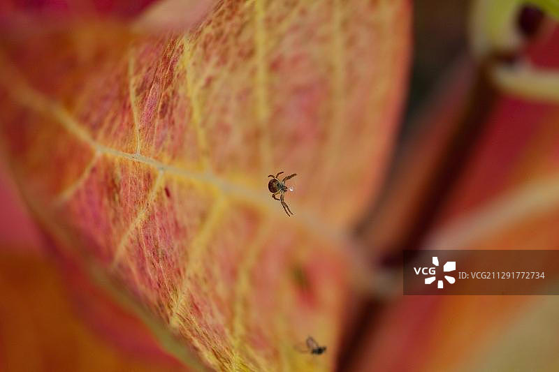 蜘蛛在秋色的绣球花叶子上(绣球花)图片素材