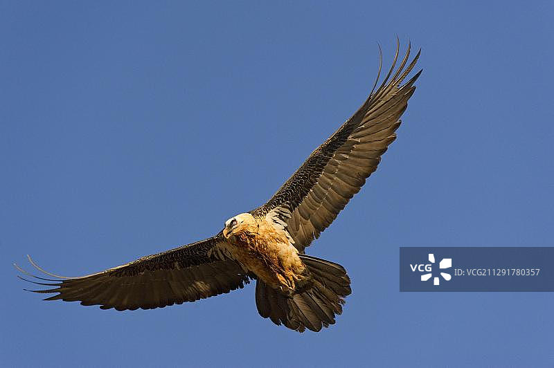 飞行中的秃鹰，西班牙，欧洲比利牛斯山图片素材