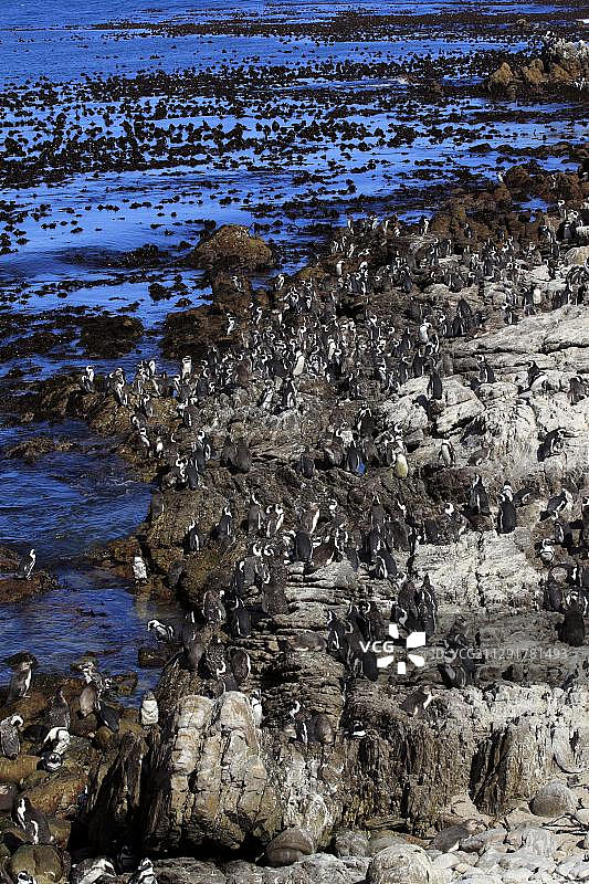 蠢企鹅(Spheniscus demersus)，在贝蒂湾的岩石上的殖民地，西开普，南非，非洲图片素材
