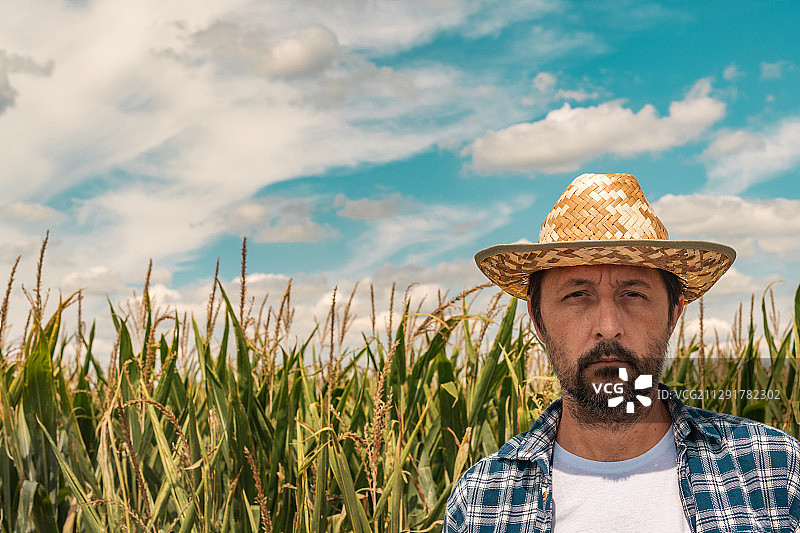 严肃的农学家在玉米田的肖像，诺维萨德，塞尔维亚图片素材