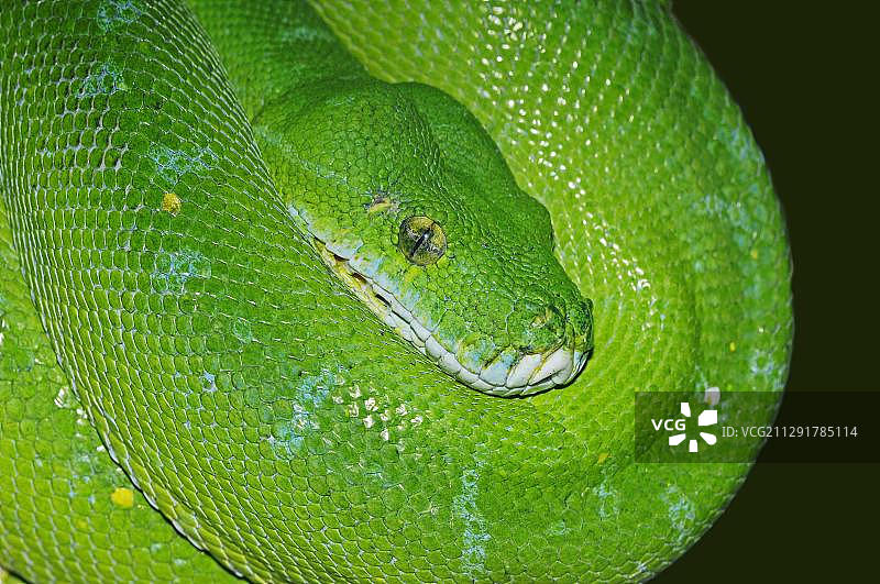 绿树蟒蛇(绿蟒)，发现于新几内亚和澳大利亚北部，圈养，北莱茵-威斯特伐利亚，德国，欧洲图片素材