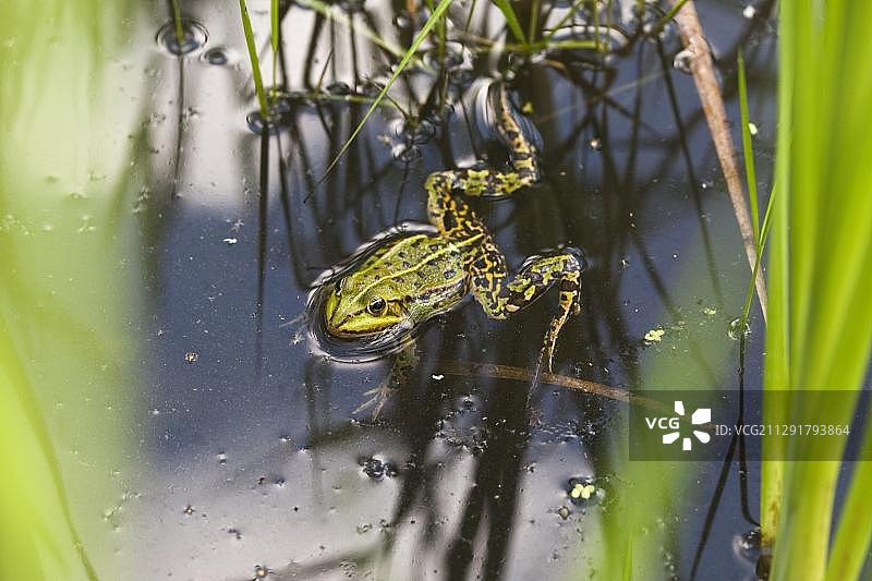 可食蛙，德国勃兰登堡菲诺福特，欧洲图片素材