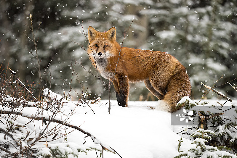 狐狸站在白雪皑皑的森林里，下着小雪图片素材