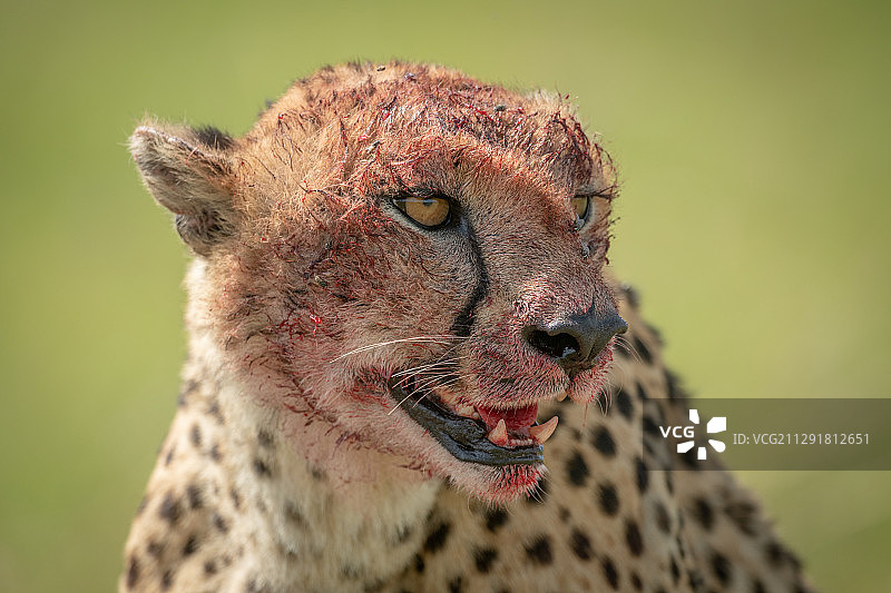 坦桑尼亚塞伦盖蒂国家公园，一幅满脸是血的猎豹肖像图片素材
