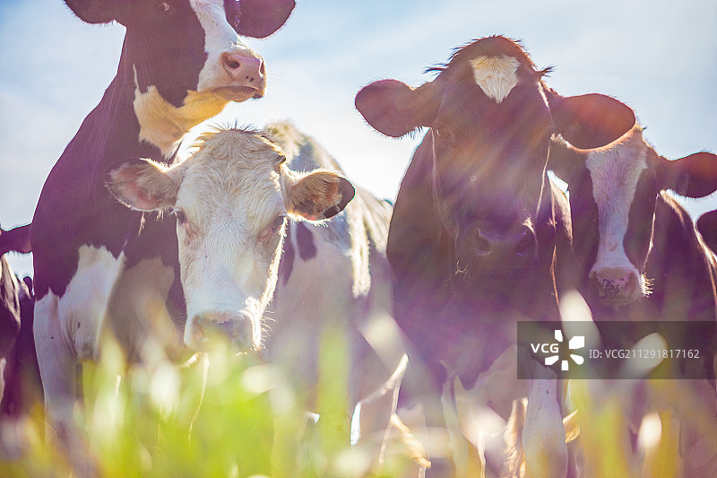四头牛在田野里，背光照明，勒沃，法国图片素材